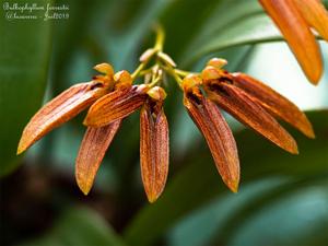 Bulbophyllum forrestii