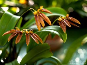 Bulbophyllum forrestii