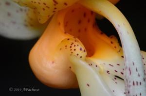 Stanhopea saccata