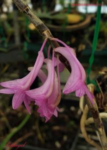 Dendrobium hasseltii