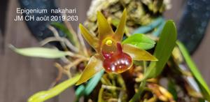 Dendrobium nakaharae