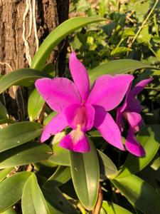 Cattleya nobilior