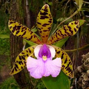 Cattleya aclandiae