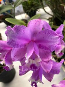 Cattleya loddigesii