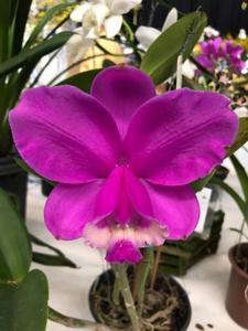 Cattleya loddigesii