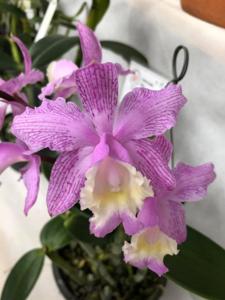 Cattleya loddigesii