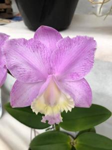 Cattleya loddigesii