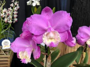 Cattleya loddigesii