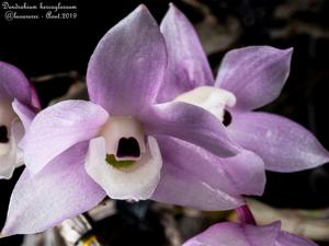 Dendrobium hercoglossum