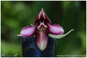 Paphiopedilum rungsuriyanum