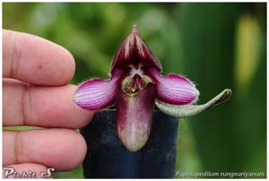 Paphiopedilum rungsuriyanum