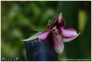 Paphiopedilum rungsuriyanum