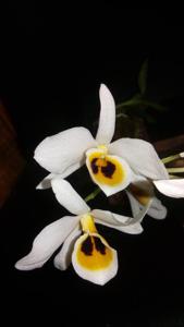 Dendrobium bensoniae