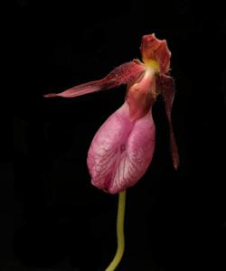 Cypripedium acaule