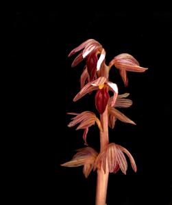 Corallorhiza striata var. striata