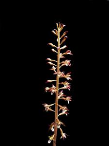 Corallorhiza maculata var. maculata