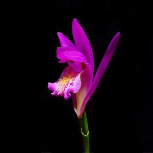 Arethusa bulbosa