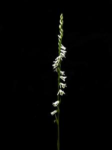 Spiranthes lacera var. lacera