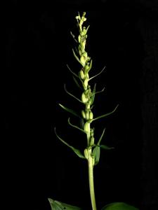 Dactylorhiza viridis var. virescens