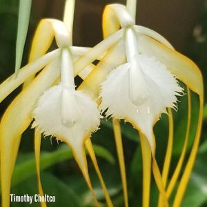 Brassavola appendiculata