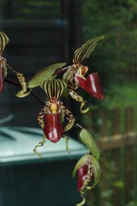 Paphiopedilum supardii