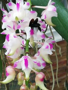 Aerides lawrenceae