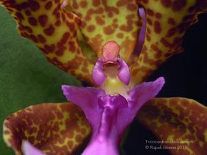 Trichocentrum lanceanum