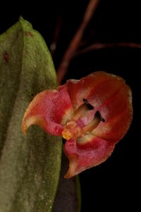 Lepanthes lucifer