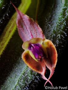Lepanthes gargoyla