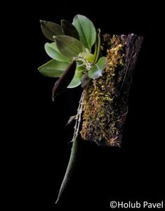 Lepanthes gargoyla