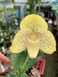 Paphiopedilum concolor var. chlorophyllum