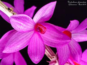 Dendrobium glomeratum