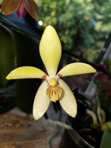 Phalaenopsis cochlearis