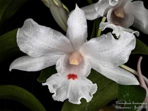 Dendrobium virgineum