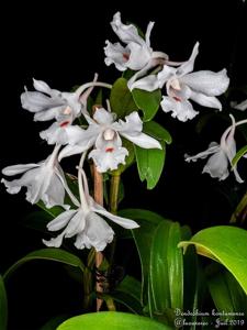Dendrobium virgineum