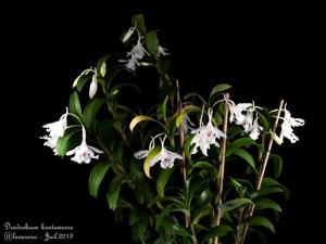 Dendrobium virgineum