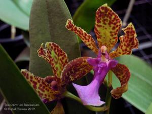 Trichocentrum lanceanum