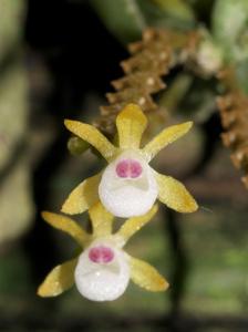 Taeniophyllum pusillum