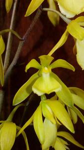 Encyclia rufa