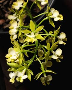 Epidendrum stamfordianum