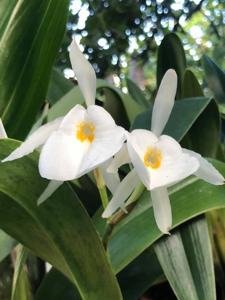 Trichopilia fragrans