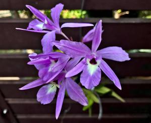 Laelia rubescens