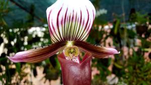 Paphiopedilum barbatum