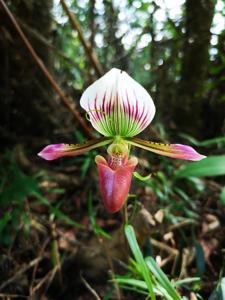 Paphiopedilum barbatum