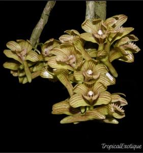 Dendrobium serratilabium