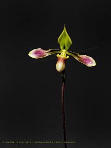 Paphiopedilum bullenianum