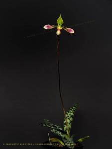 Paphiopedilum bullenianum