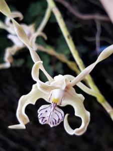 Dendrobium laxiflorum