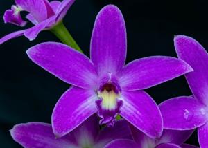 Cattleya rupestris