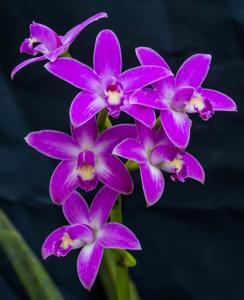 Cattleya rupestris